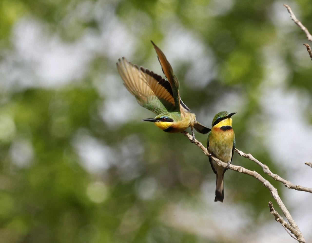 Birding Tanzania, Birding Africa, Southern Tanzania, Naturalist Journeys, Wildlife Tour, Wildlife Photography, Ecotourism, Specialty Birds, Endemic Birds, Birding Hotspot 