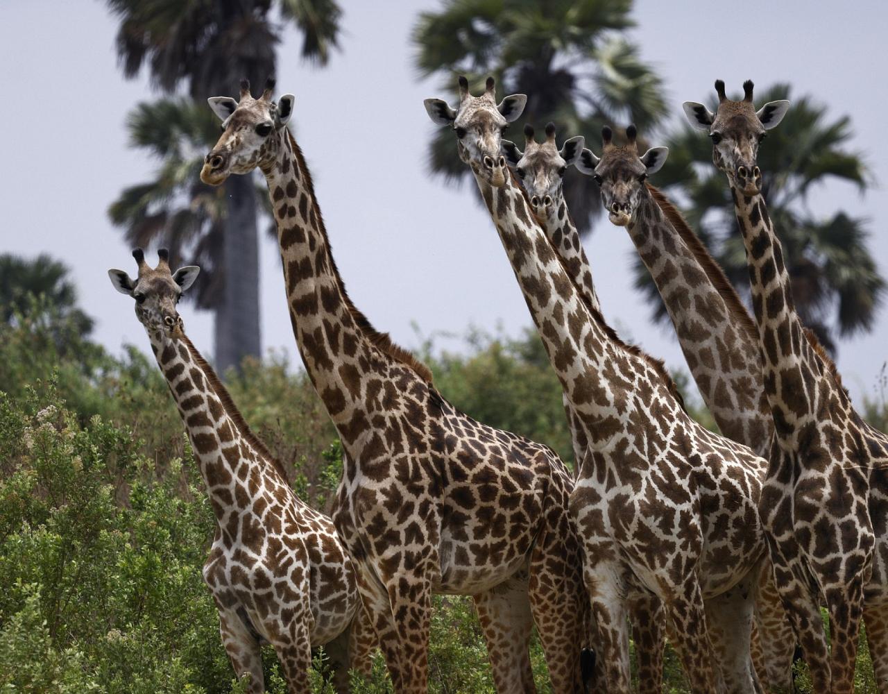 Birding Tanzania, Birding Africa, Southern Tanzania, Naturalist Journeys, Wildlife Tour, Wildlife Photography, Ecotourism, Specialty Birds, Endemic Birds, Birding Hotspot 