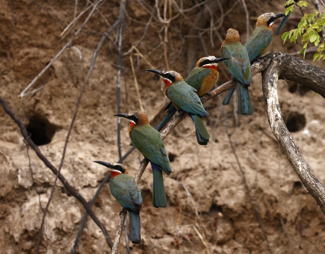 Birding Tanzania, Birding Africa, Southern Tanzania, Naturalist Journeys, Wildlife Tour, Wildlife Photography, Ecotourism, Specialty Birds, Endemic Birds, Birding Hotspot 