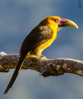 Birding Brazil, Bird Watching Atlantic Forest, South American Birds, Naturalist Journeys, Wildlife Tour, Wildlife Photography, Ecotourism, Specialty Birds, Endemic Birds, Birding Hotspot