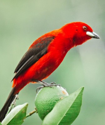 Birding Brazil, Bird Watching Atlantic Forest, South American Birds, Naturalist Journeys, Wildlife Tour, Wildlife Photography, Ecotourism, Specialty Birds, Endemic Birds, Birding Hotspot