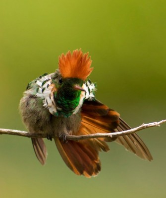 Birding Brazil, Bird Watching Atlantic Forest, South American Birds, Naturalist Journeys, Wildlife Tour, Wildlife Photography, Ecotourism, Specialty Birds, Endemic Birds, Birding Hotspot