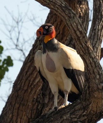 Birding Brazil, Bird Watching Atlantic Forest, South American Birds, Naturalist Journeys, Wildlife Tour, Wildlife Photography, Ecotourism, Specialty Birds, Endemic Birds, Birding Hotspot