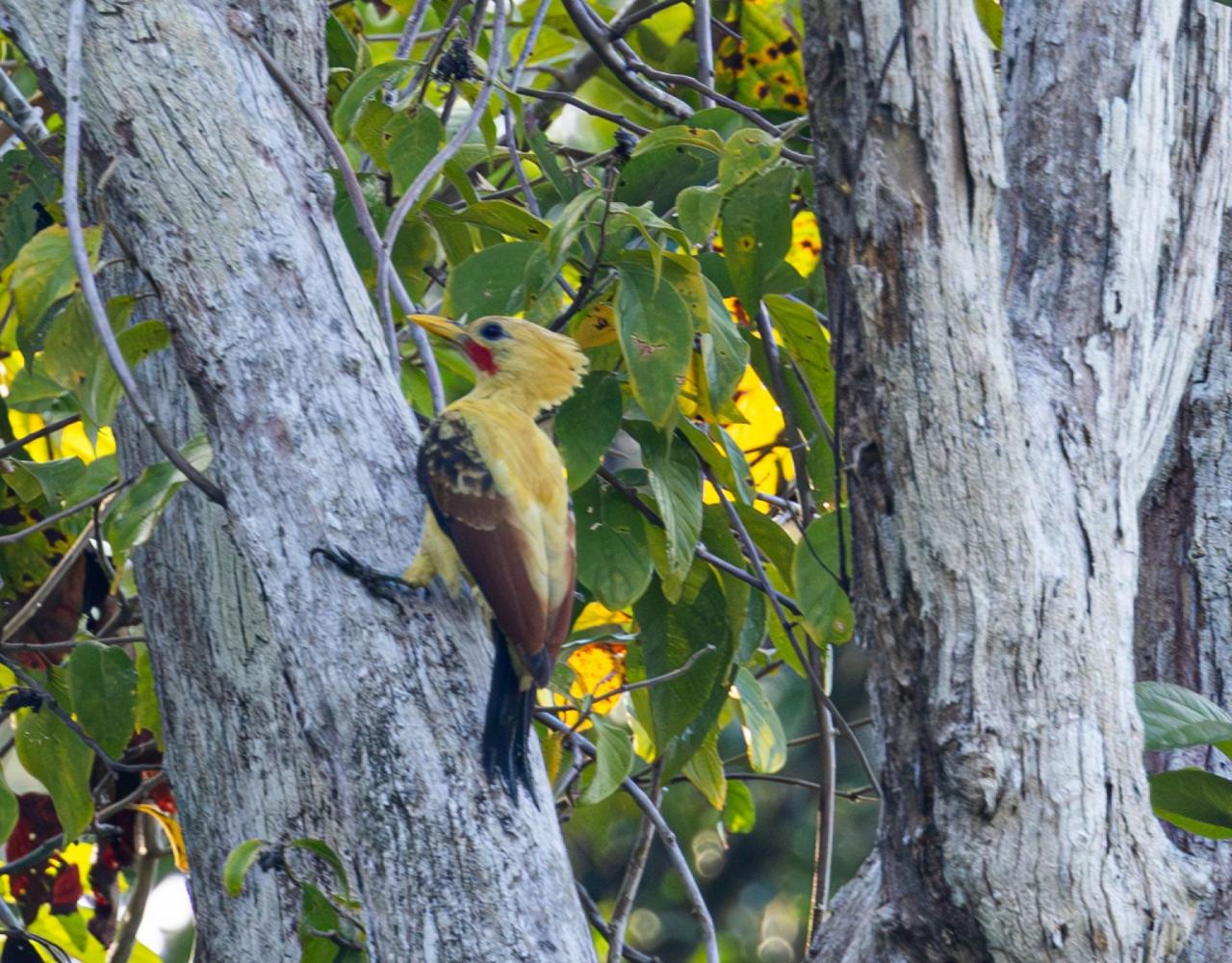 Birding Brazil, Bird Watching Atlantic Forest, South American Birds, Naturalist Journeys, Wildlife Tour, Wildlife Photography, Ecotourism, Specialty Birds, Endemic Birds, Birding Hotspot