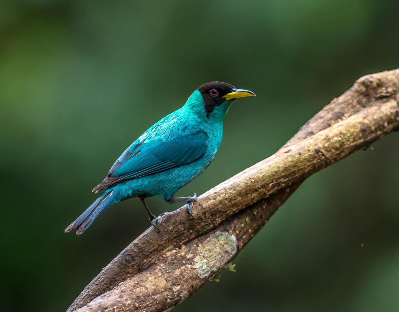 Birding Brazil, Bird Watching Atlantic Forest, South American Birds, Naturalist Journeys, Wildlife Tour, Wildlife Photography, Ecotourism, Specialty Birds, Endemic Birds, Birding Hotspot