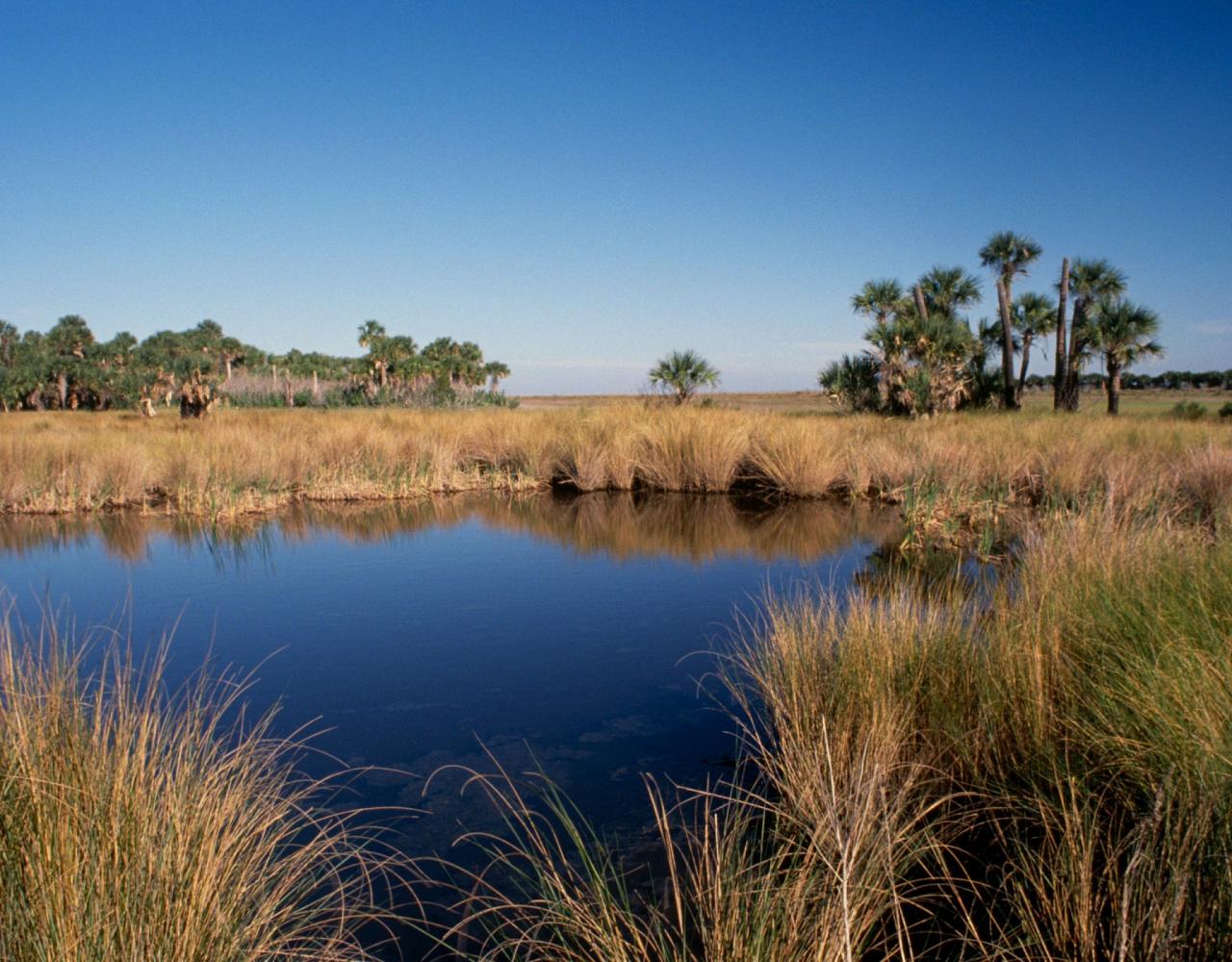 Birding Florida, Bird Watching Florida, North American Birds, Naturalist Journeys, Wildlife Tour, Wildlife Photography, Ecotourism, Specialty Birds, Endemic Birds, Birding Hotspot, Migration, Little St. Simons Island