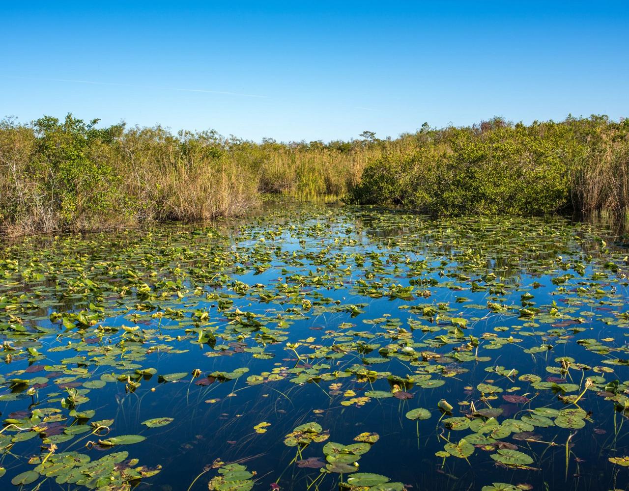 Birding Florida, Bird Watching Florida, North American Birds, Naturalist Journeys, Wildlife Tour, Wildlife Photography, Ecotourism, Specialty Birds, Endemic Birds, Birding Hotspot, Migration, Little St. Simons Island