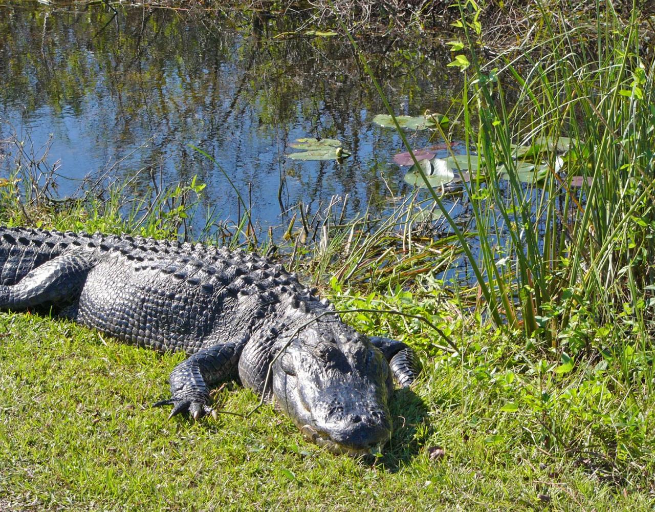 Birding Florida, Bird Watching Florida, North American Birds, Naturalist Journeys, Wildlife Tour, Wildlife Photography, Ecotourism, Specialty Birds, Endemic Birds, Birding Hotspot, Migration, Little St. Simons Island