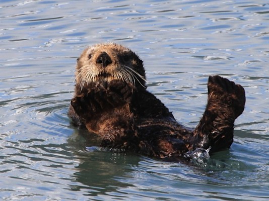 Sea Otter, Pacific Northwest Cruise, Seattle Cruise, San Juan Islands Nature Cruise, Pacific Northwest Nature Cruise, Naturalist Journeys