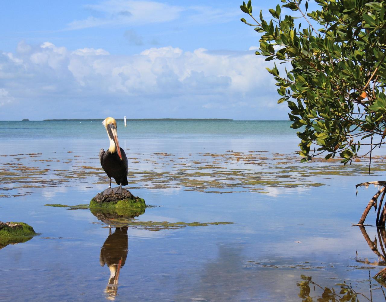 Birding Florida, Bird Watching Florida, North American Birds, Naturalist Journeys, Wildlife Tour, Wildlife Photography, Ecotourism, Specialty Birds, Endemic Birds, Birding Hotspot, Migration, Little St. Simons Island