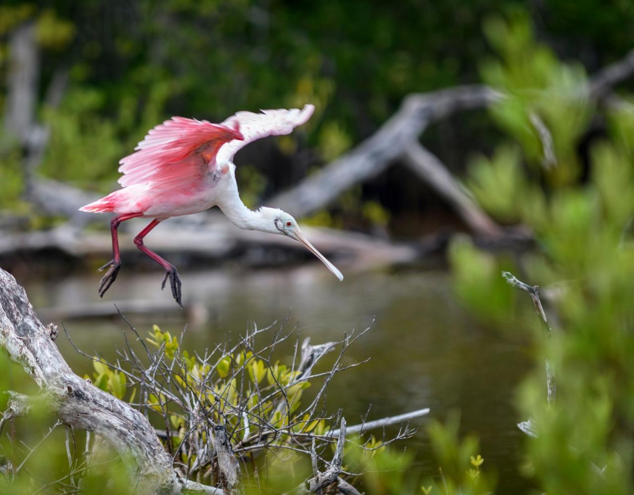 Birding Florida, Bird Watching Florida, North American Birds, Naturalist Journeys, Wildlife Tour, Wildlife Photography, Ecotourism, Specialty Birds, Endemic Birds, Birding Hotspot, Migration, Little St. Simons Island