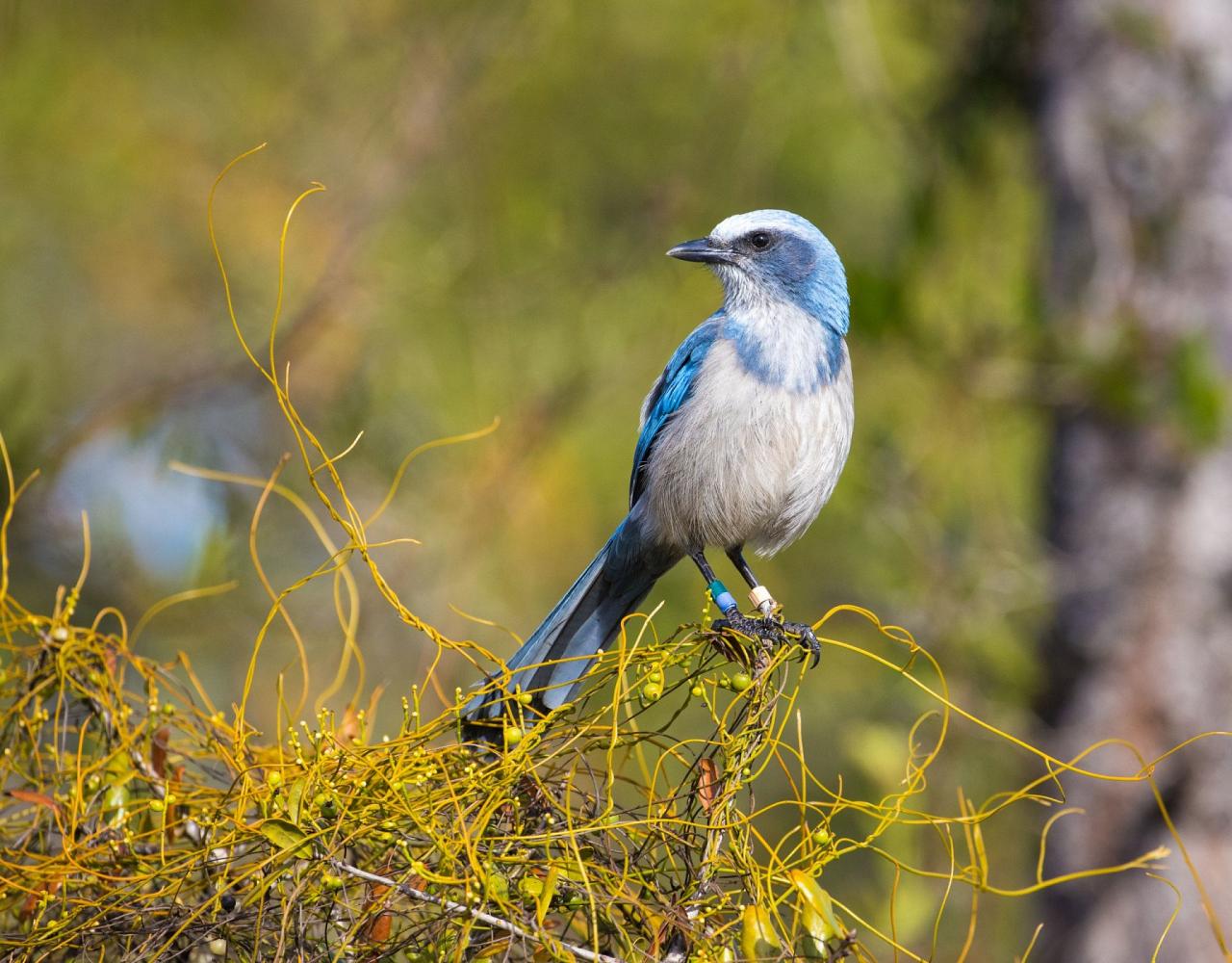 Birding Florida, Bird Watching Florida, North American Birds, Naturalist Journeys, Wildlife Tour, Wildlife Photography, Ecotourism, Specialty Birds, Endemic Birds, Birding Hotspot, Migration, Little St. Simons Island