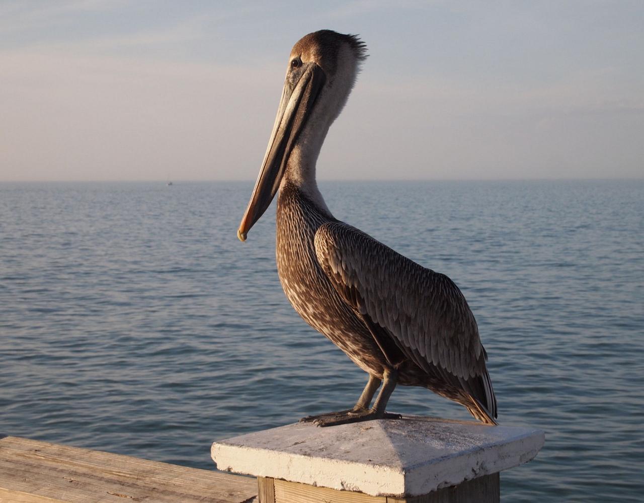 Birding Florida, Bird Watching Florida, North American Birds, Naturalist Journeys, Wildlife Tour, Wildlife Photography, Ecotourism, Specialty Birds, Endemic Birds, Birding Hotspot, Migration, Little St. Simons Island