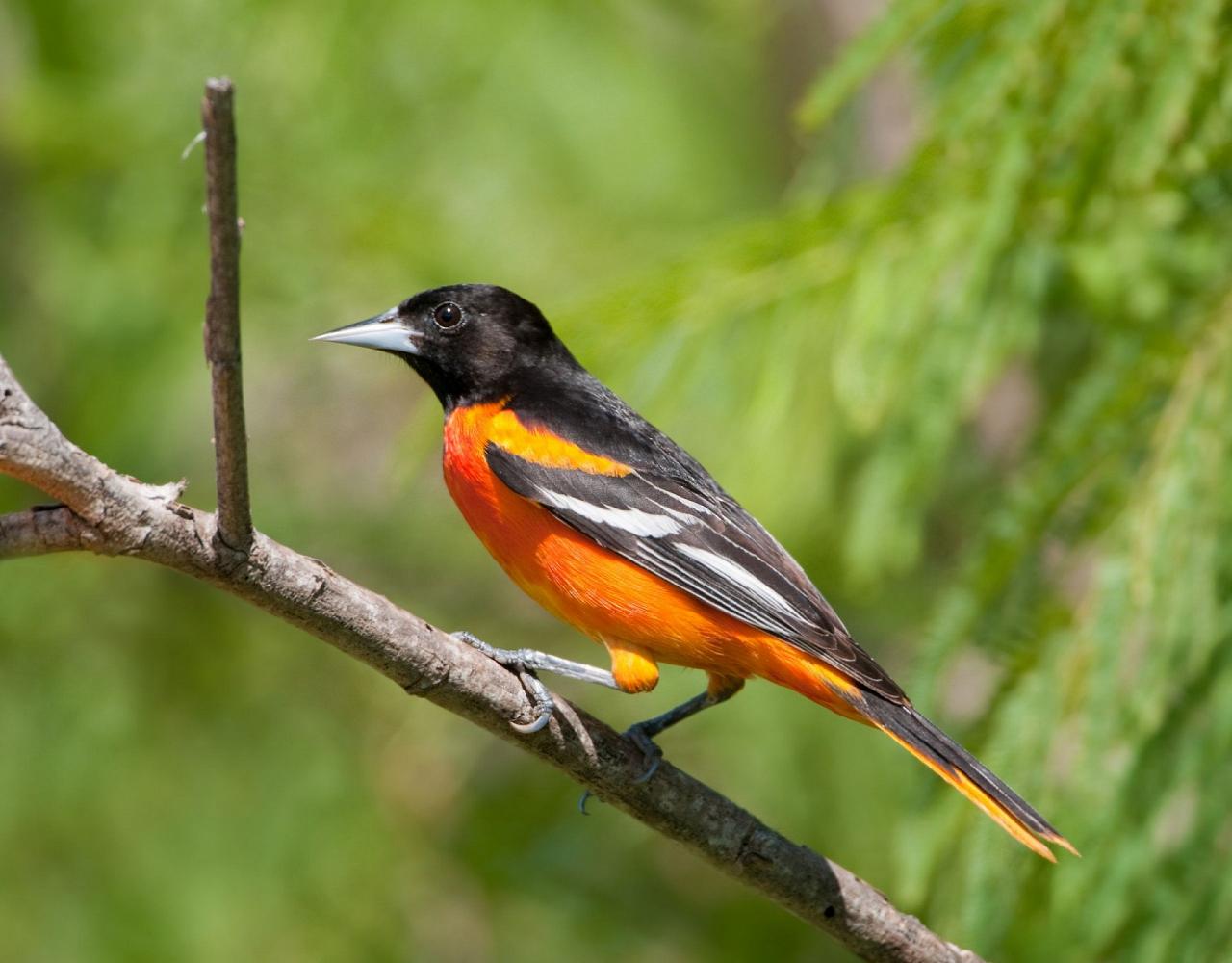 Birding Florida, Bird Watching Florida, North American Birds, Naturalist Journeys, Wildlife Tour, Wildlife Photography, Ecotourism, Specialty Birds, Endemic Birds, Birding Hotspot, Migration, Little St. Simons Island