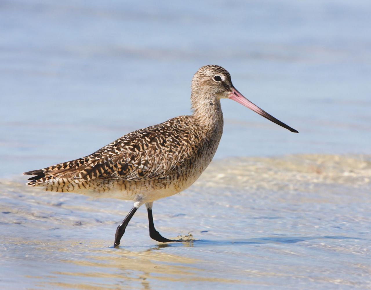 Birding Florida, Bird Watching Florida, North American Birds, Naturalist Journeys, Wildlife Tour, Wildlife Photography, Ecotourism, Specialty Birds, Endemic Birds, Birding Hotspot, Migration, Little St. Simons Island