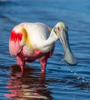 Birding Florida, Bird Watching Florida, North American Birds, Naturalist Journeys, Wildlife Tour, Wildlife Photography, Ecotourism, Specialty Birds, Endemic Birds, Birding Hotspot, Migration, Little St. Simons Island