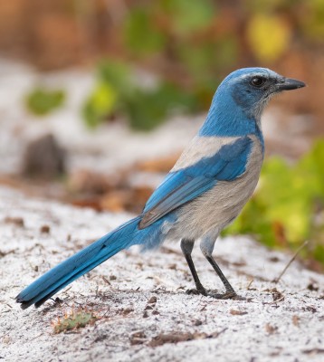 Birding Florida, Bird Watching Florida, North American Birds, Naturalist Journeys, Wildlife Tour, Wildlife Photography, Ecotourism, Specialty Birds, Endemic Birds, Birding Hotspot, Migration, Little St. Simons Island