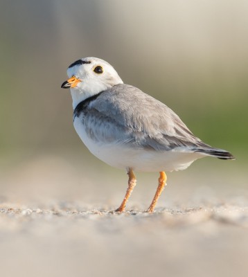 Birding Florida, Bird Watching Florida, North American Birds, Naturalist Journeys, Wildlife Tour, Wildlife Photography, Ecotourism, Specialty Birds, Endemic Birds, Birding Hotspot, Migration, Little St. Simons Island