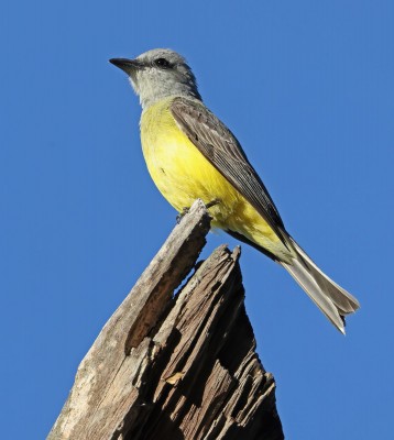 Birding Florida, Bird Watching Florida, North American Birds, Naturalist Journeys, Wildlife Tour, Wildlife Photography, Ecotourism, Specialty Birds, Endemic Birds, Birding Hotspot, Migration, Little St. Simons Island