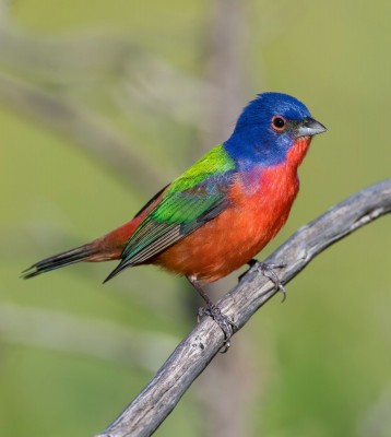 Birding Florida, Bird Watching Florida, North American Birds, Naturalist Journeys, Wildlife Tour, Wildlife Photography, Ecotourism, Specialty Birds, Endemic Birds, Birding Hotspot, Migration, Little St. Simons Island