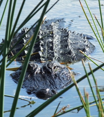 Birding Florida, Bird Watching Florida, North American Birds, Naturalist Journeys, Wildlife Tour, Wildlife Photography, Ecotourism, Specialty Birds, Endemic Birds, Birding Hotspot, Migration, Little St. Simons Island