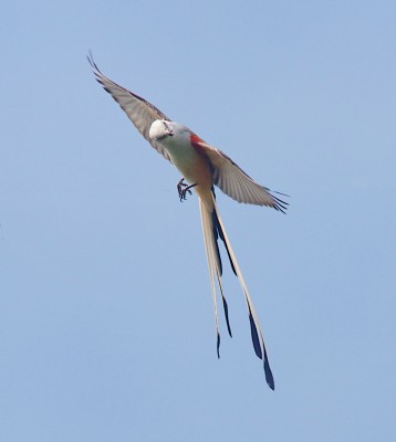 Birding Florida, Bird Watching Florida, North American Birds, Naturalist Journeys, Wildlife Tour, Wildlife Photography, Ecotourism, Specialty Birds, Endemic Birds, Birding Hotspot, Migration, Little St. Simons Island