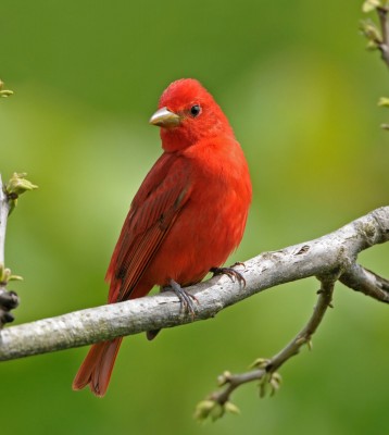 Birding Florida, Bird Watching Florida, North American Birds, Naturalist Journeys, Wildlife Tour, Wildlife Photography, Ecotourism, Specialty Birds, Endemic Birds, Birding Hotspot, Migration, Little St. Simons Island