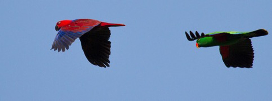 Eclectus Parrots, Australia Nature Tour, Australia Birding Tour, Cape York Nature Tour, Naturalist Journeys