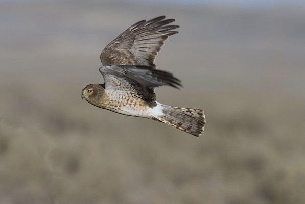 Northern Harrier, Blue Ridge Mountains, Blue Ridge Parkway, Naturalist Journeys 