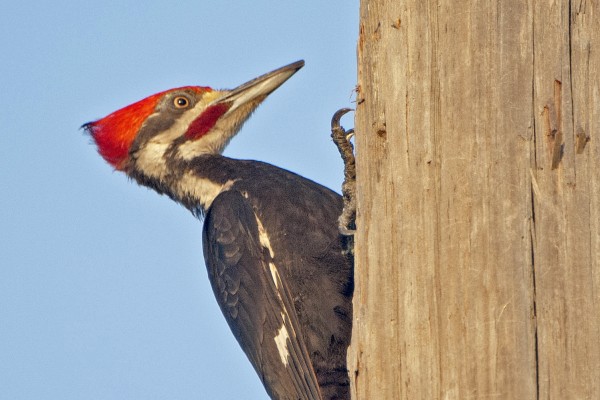 Pileated Woodpecker, Blue Ridge Mountains, Blue Ridge Parkway, Naturalist Journeys