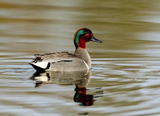 Green-winged Teal, Blue Ridge Mountains, Blue Ridge Parkway, Naturalist Journeys 