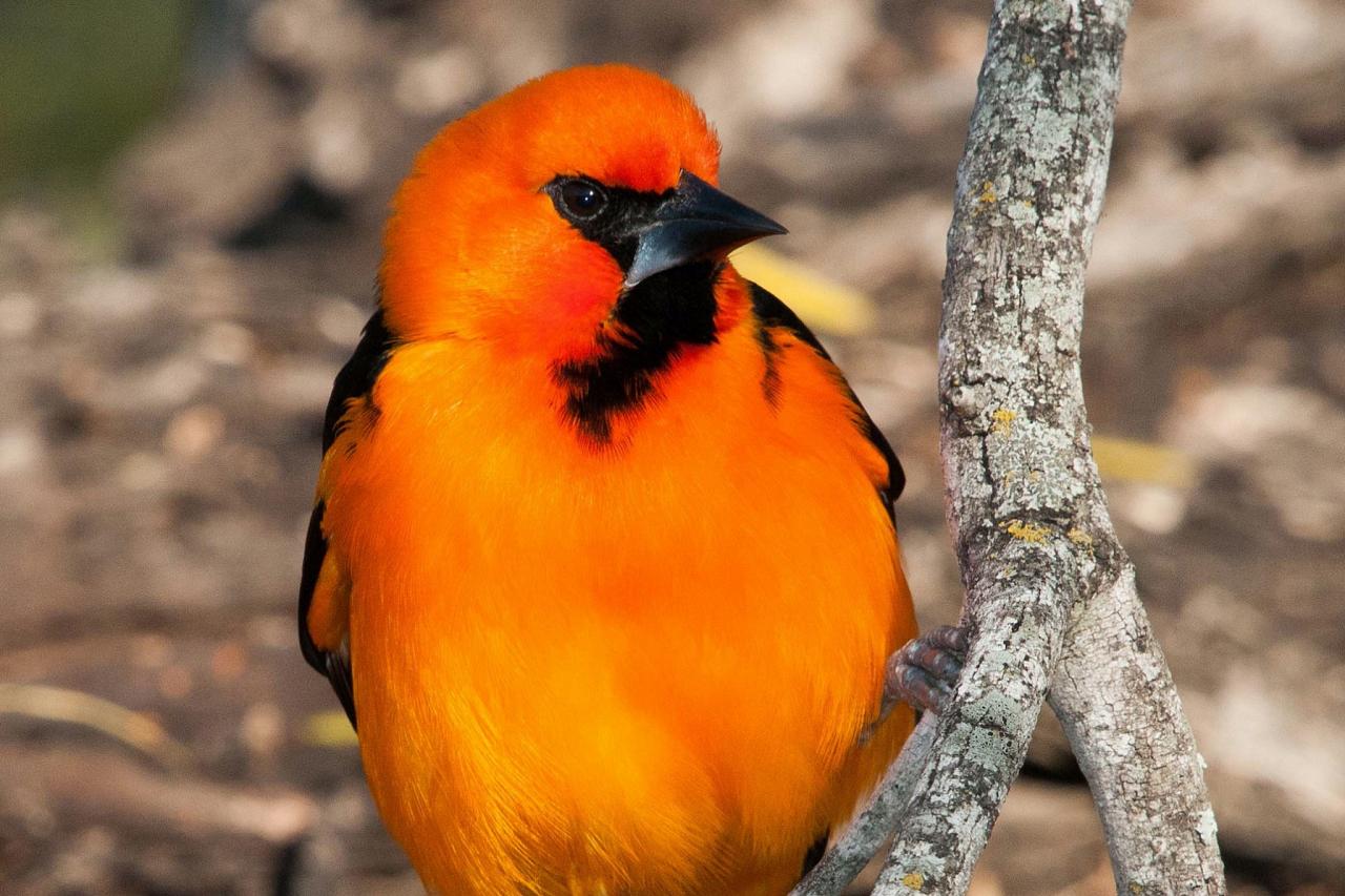 Oaxaca Mexico Birding Tour Naturalist Journeys   3867 