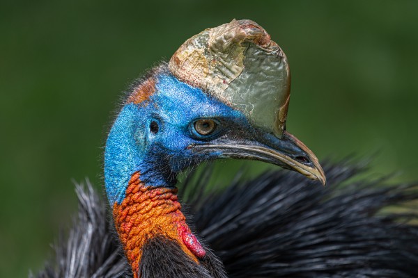 Papua New Guinea Birding Tour - Ecotour | Naturalist Journeys