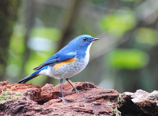 Himalayan Bluetail, Thailand, Thailand Birding Tours, Asia Birding Tours, Naturalist Journeys 