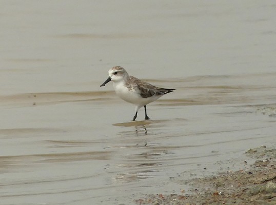 Spoon-billed Sandpiper, Thailand, Thailand Birding Tours, Asia Birding Tours, Naturalist Journeys 