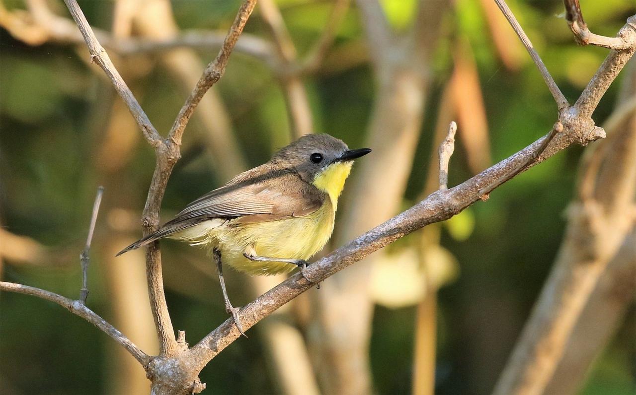 Golden-bellied Gerygone, Thailand, Thailand Birding Tours, Asia Birding Tours, Naturalist Journeys