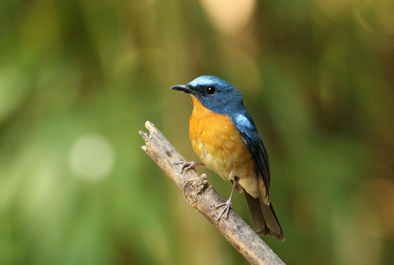 Hill Blue Flycatcher, Thailand, Thailand Birding Tours, Asia Birding Tours, Naturalist Journeys