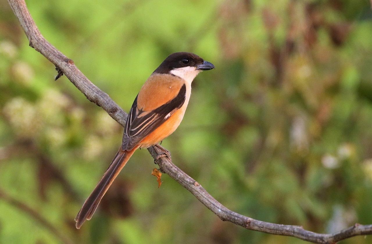 Long-tailed Shrike, Thailand, Thailand Birding Tours, Asia Birding Tours, Naturalist Journeys