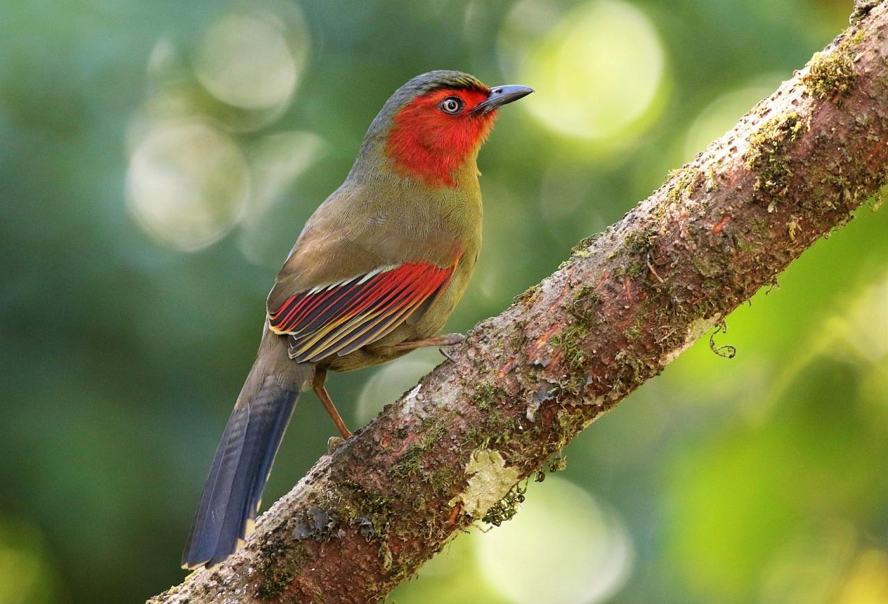 Scarlet-faced Liocichla, Thailand, Thailand Birding Tours, Asia Birding Tours, Naturalist Journeys