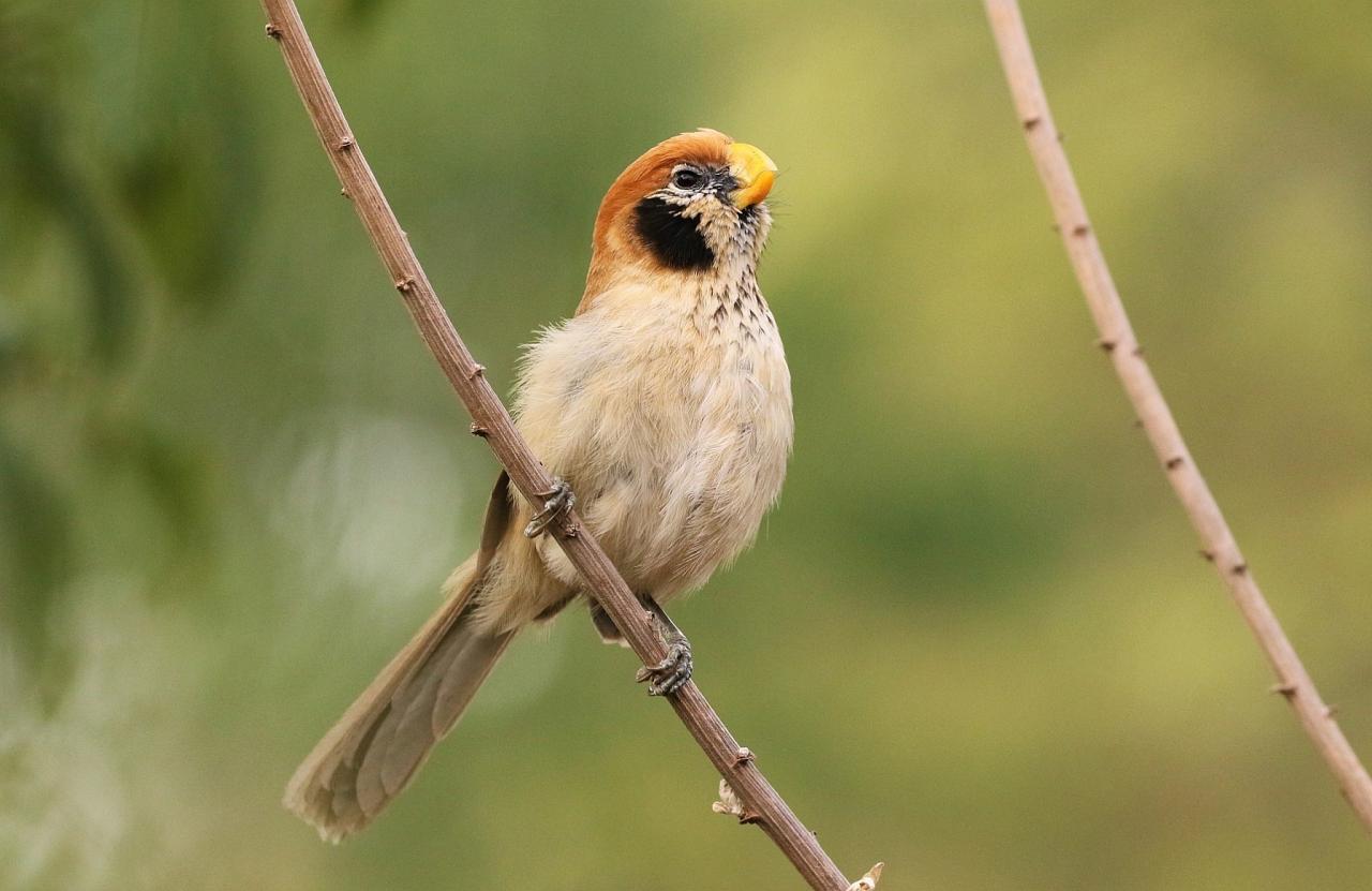 Spot-breasted Parrotbill, Thailand, Thailand Birding Tours, Asia Birding Tours, Naturalist Journeys