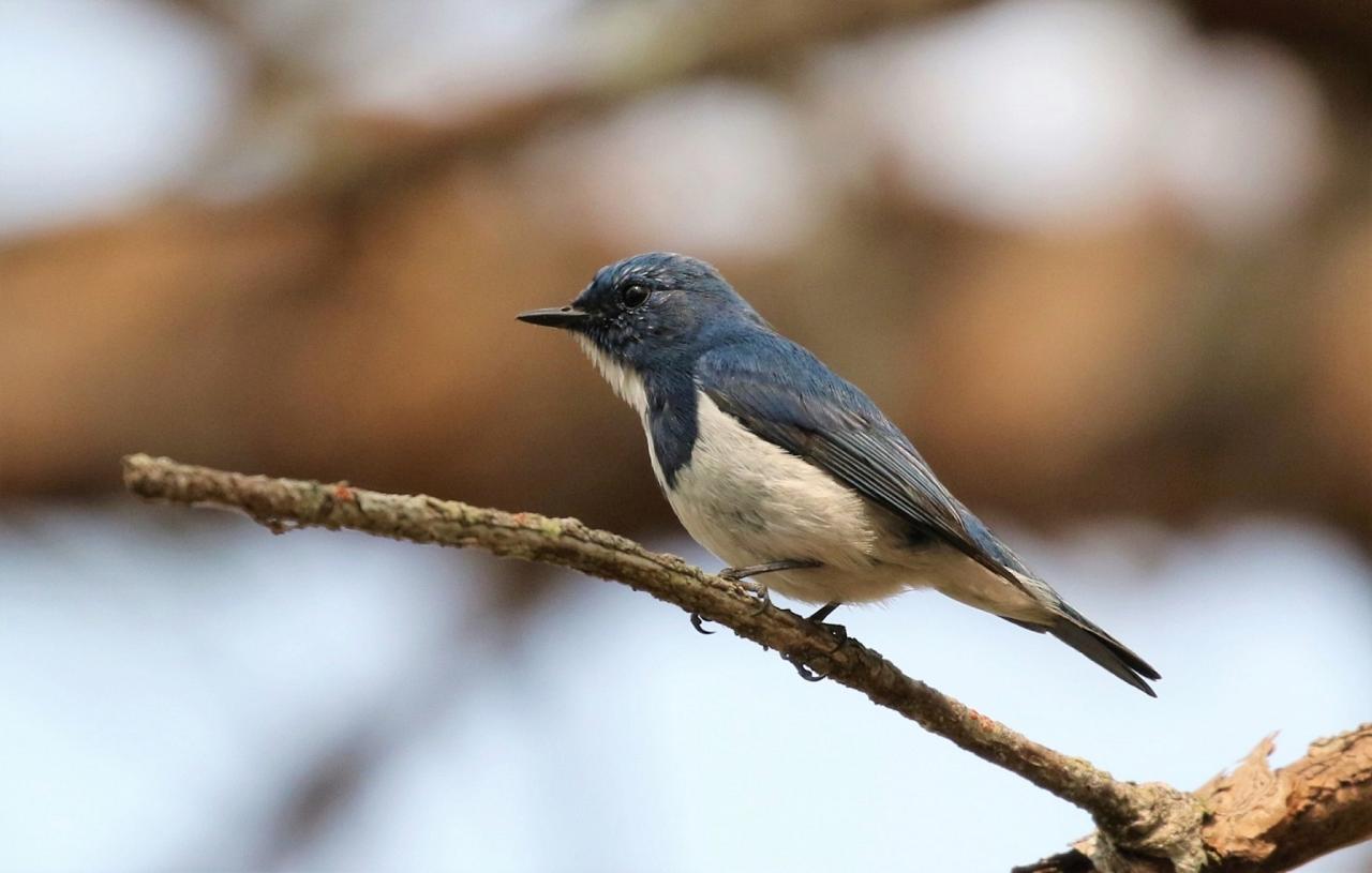 Ultramarine Flycatcher, Thailand, Thailand Birding Tours, Asia Birding Tours, Naturalist Journeys