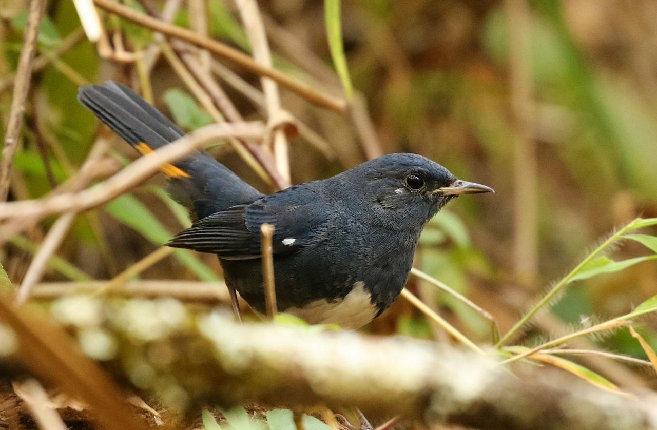 White-bellied Redstart, Thailand, Thailand Birding Tours, Asia Birding Tours, Naturalist Journeys