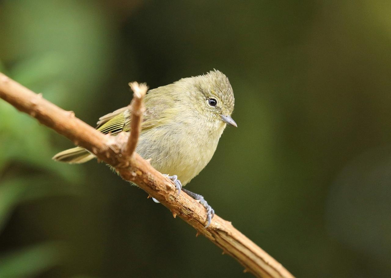 Yellow-browed Tit, Thailand, Thailand Birding Tours, Asia Birding Tours, Naturalist Journeys