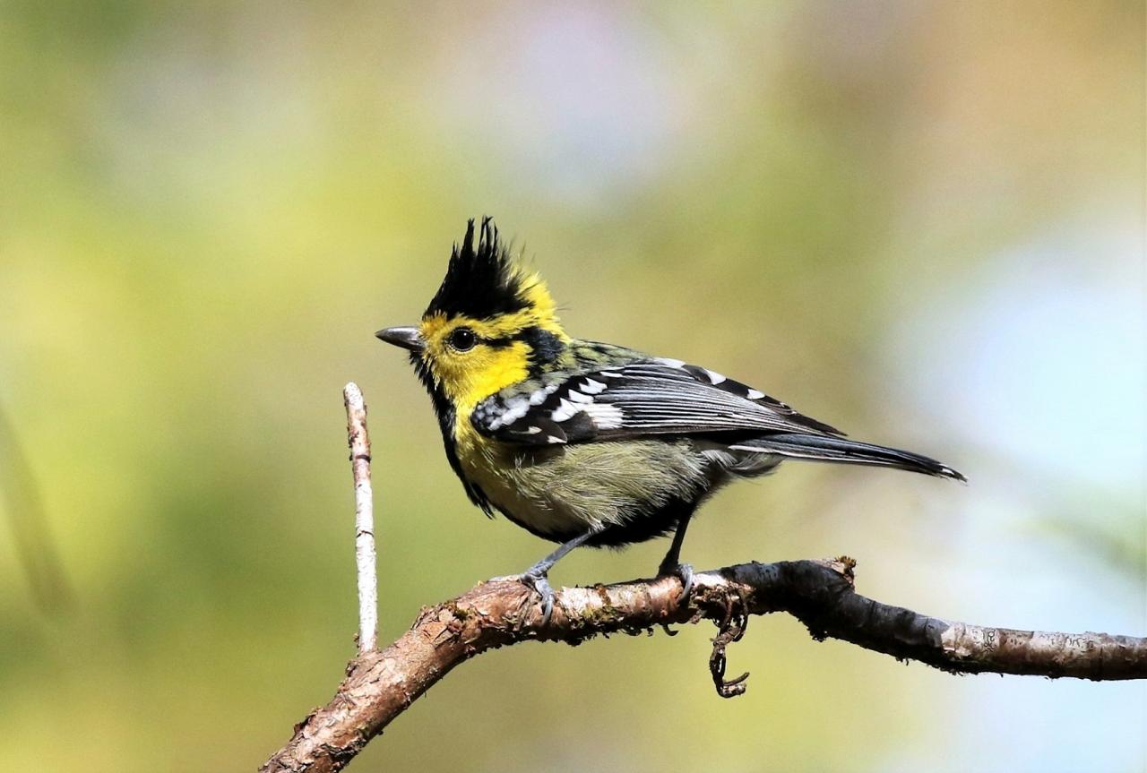 Yellow-cheeked Tit, Thailand, Thailand Birding Tours, Asia Birding Tours, Naturalist Journeys