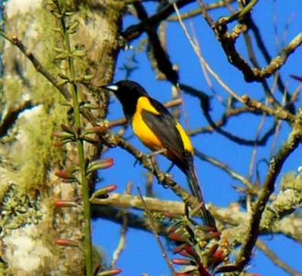 Black-vented Oriole, Oaxaca, Oaxaca Birding Trip, Oaxaca Nature Trip, Mexico Birding Trip, Mexico Nature Trip, Naturalist Journeys