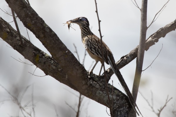 Lesser Roadrunner, Oaxaca, Oaxaca Birding Trip, Oaxaca Nature Trip, Mexico Birding Trip, Mexico Nature Trip, Naturalist Journeys