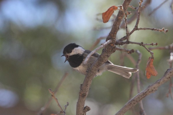 Mexican Chickadee, Oaxaca, Oaxaca Birding Trip, Oaxaca Nature Trip, Mexico Birding Trip, Mexico Nature Trip, Naturalist Journeys