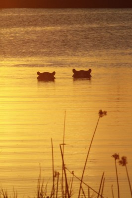 Hippos, Okavango Delta, Botswana, African Safari, Botswana Safari, Naturalist Journeys 