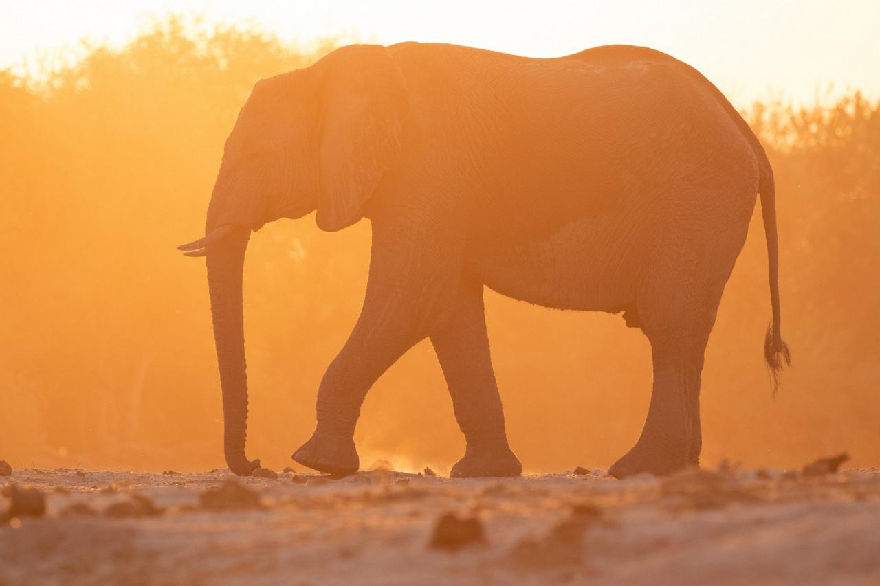 Elephant, Botswana, Africa Safari, Naturalist Journeys, Wildlife Tour, Africa Wildlife