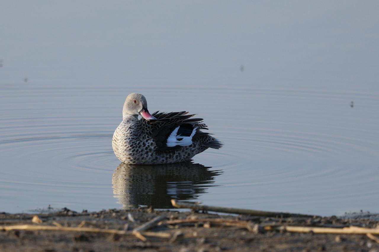 Cape Teal, Botswana, Africa Safari, Naturalist Journeys, Wildlife Tour, Africa Wildlife